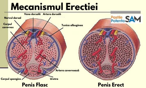 erecție masculină ca penisuri de dimensiuni medii